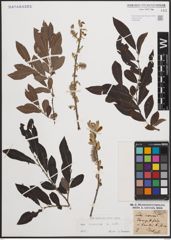 Foto von Salix cinerea L.